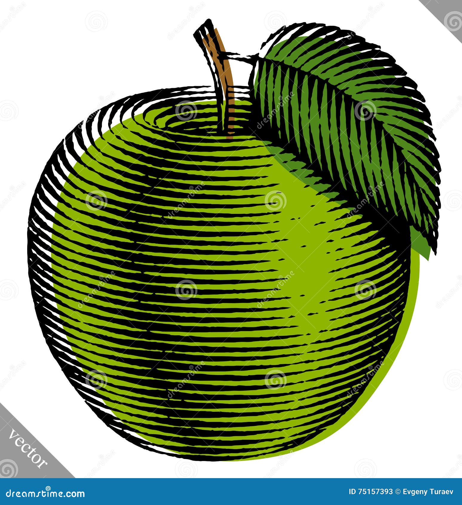Engraved Isolated Vector Illustration of an Apple Stock Vector