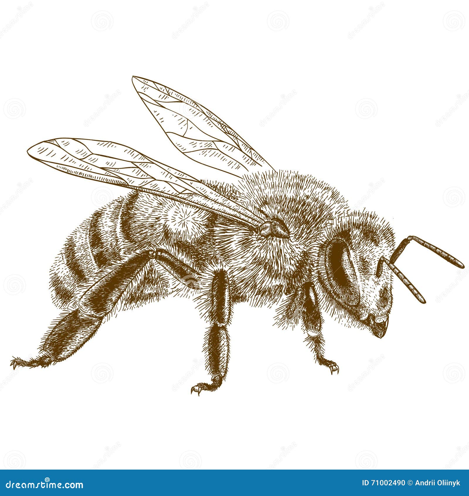 Page 2  Honey Bee Drawing Images  Free Download on Freepik