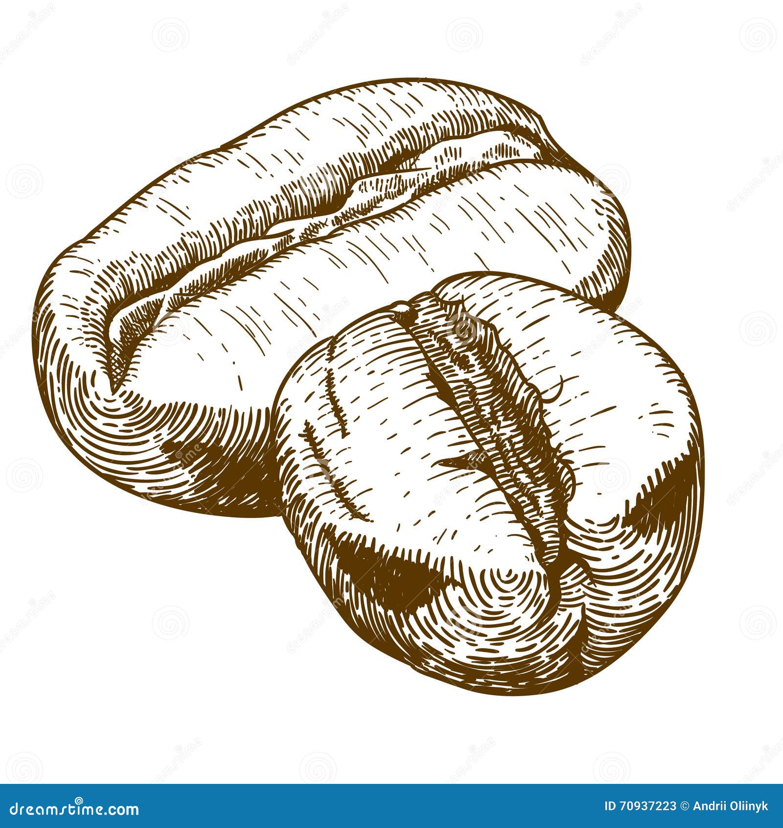 Engraving Antique Illustration of Two Coffee Beans Stock Vector