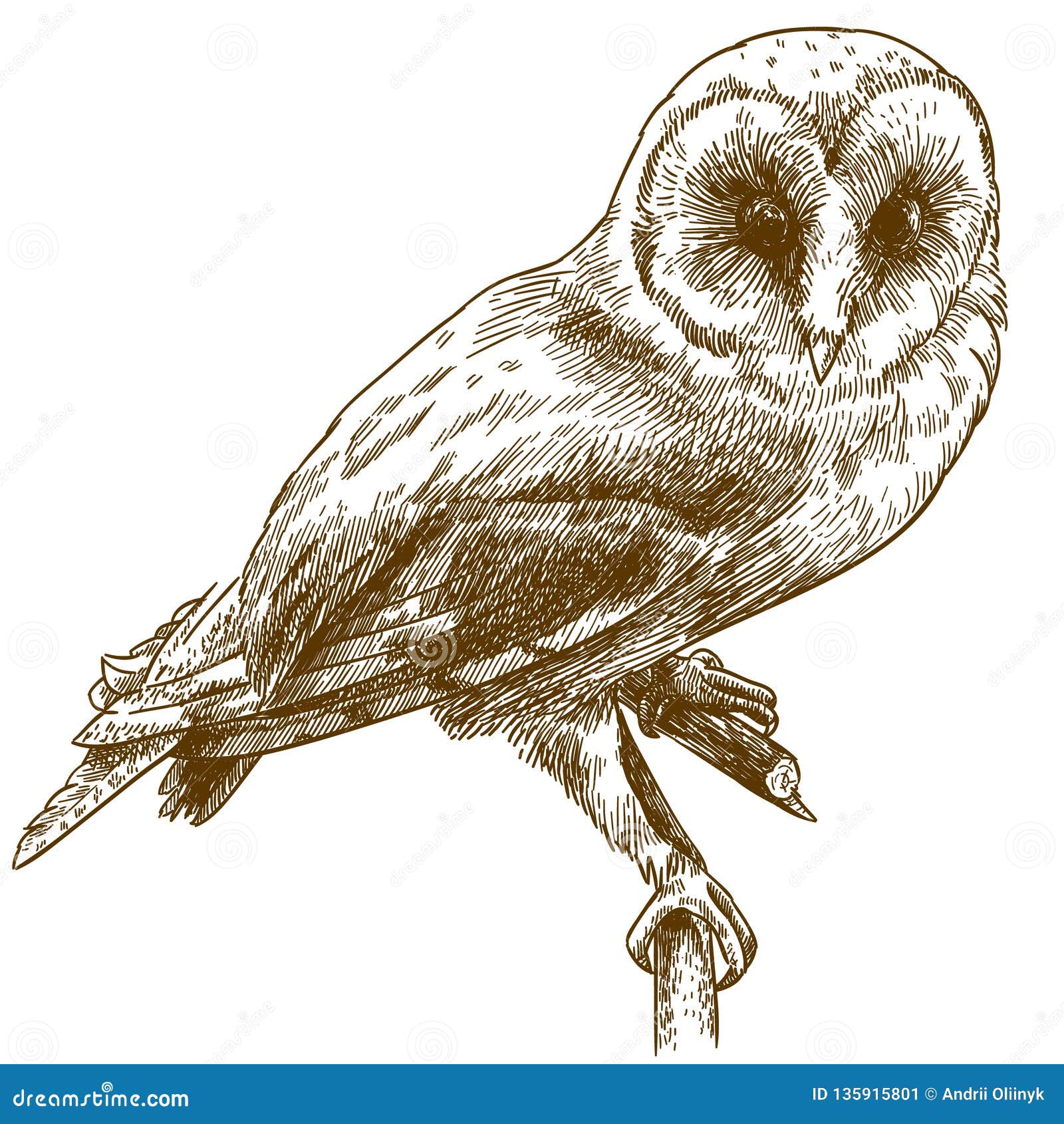 Engraving Drawing Illustration of Barn Owl Stock Vector - Illustration of  sketch, animal: 135915801, image size:1600x1690