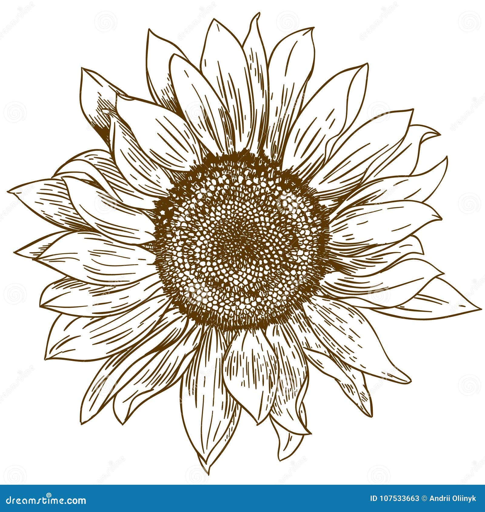 engraving drawing  of big sunflower
