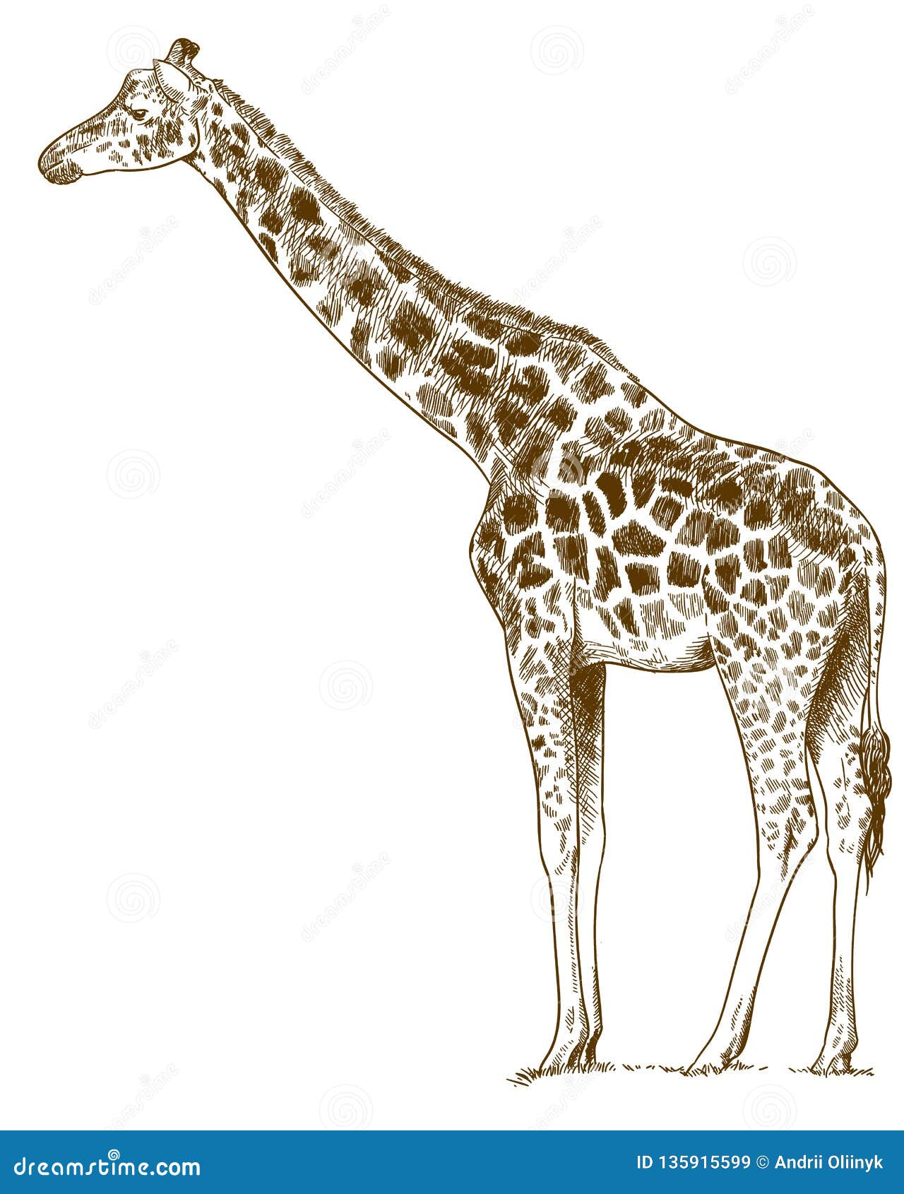 Herbivore Drawing Stock Illustrations – 4,529 Herbivore Drawing Stock Illustrations, Vectors & Clipart - Dreamstime Herbivore Drawing Stock Illustrations – 4,529 Herbivore Drawing Stock Illustrations, Vectors & Clipart - Dreamstime