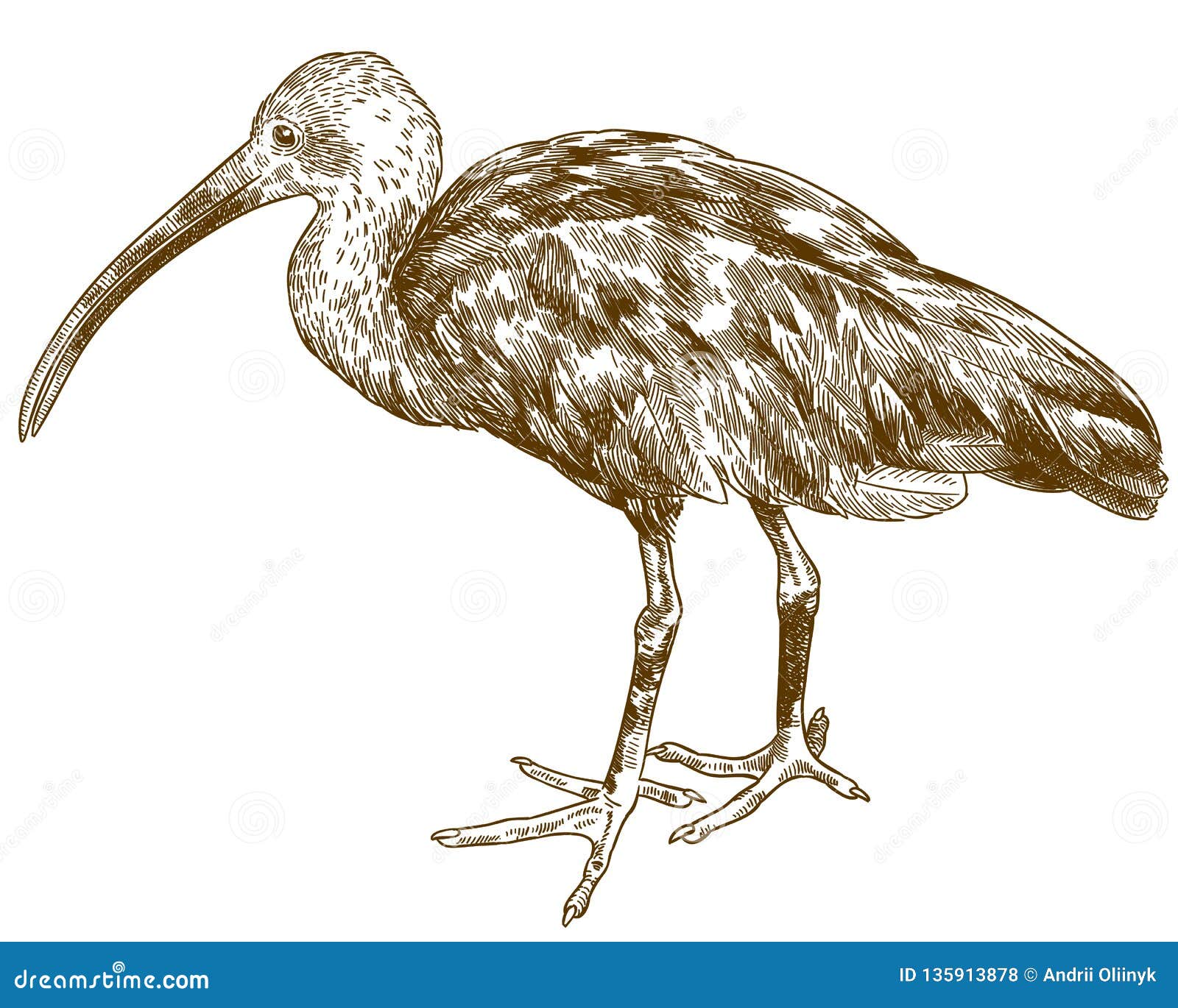 ibis drawing ibis drawing