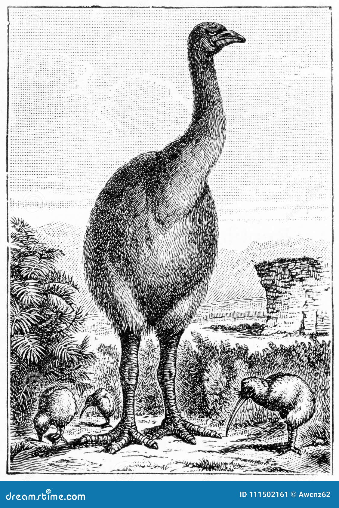 Engraving Of An Extinct New Zealand Moa Stock Illustration Illustration Of Scientific Centuries
