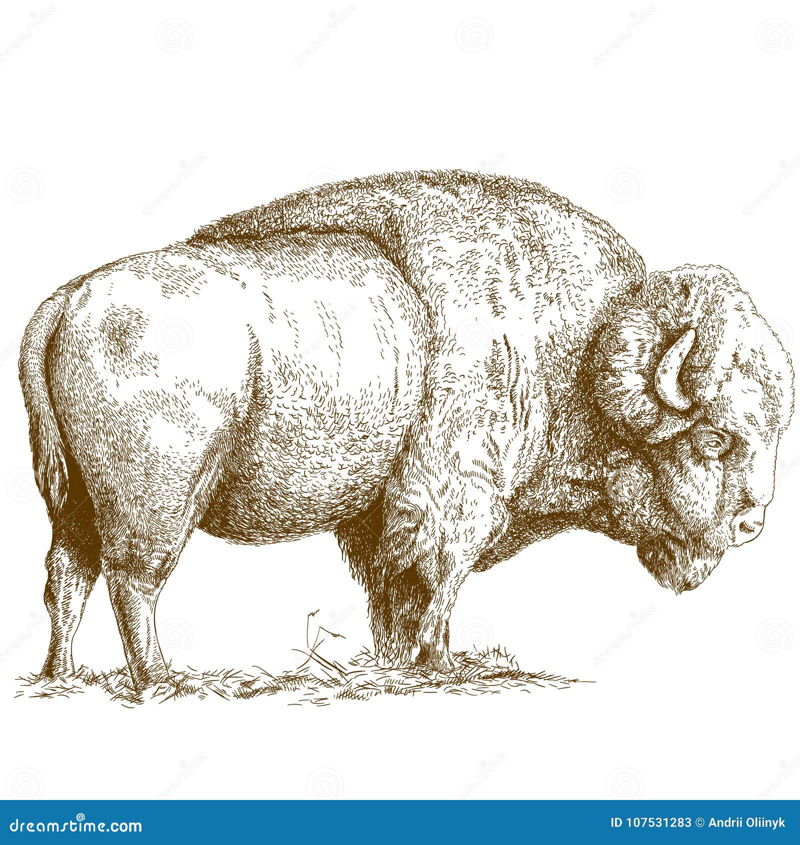 engraving  of bison