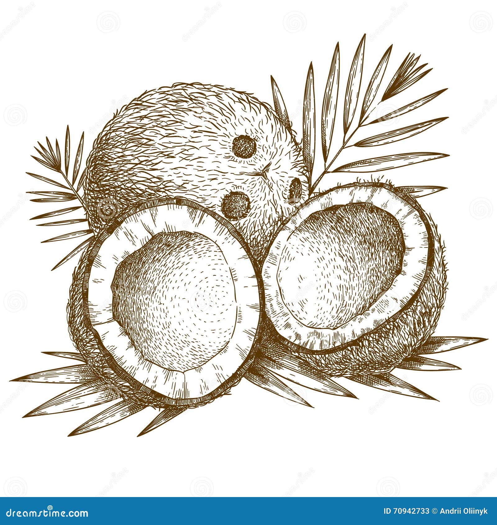 engraving  of coconut and palm leaf