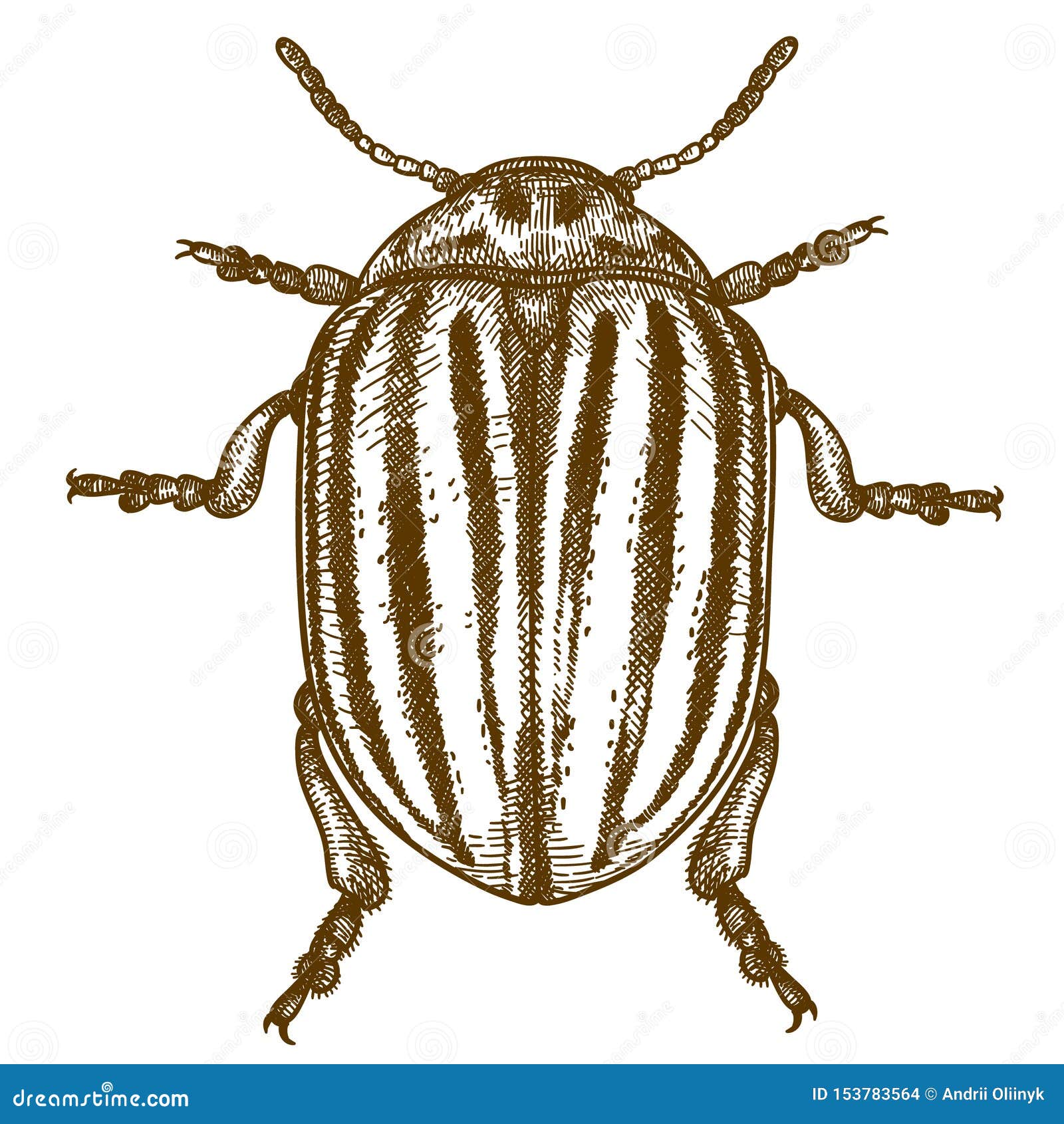 engraving   of colorado beetle