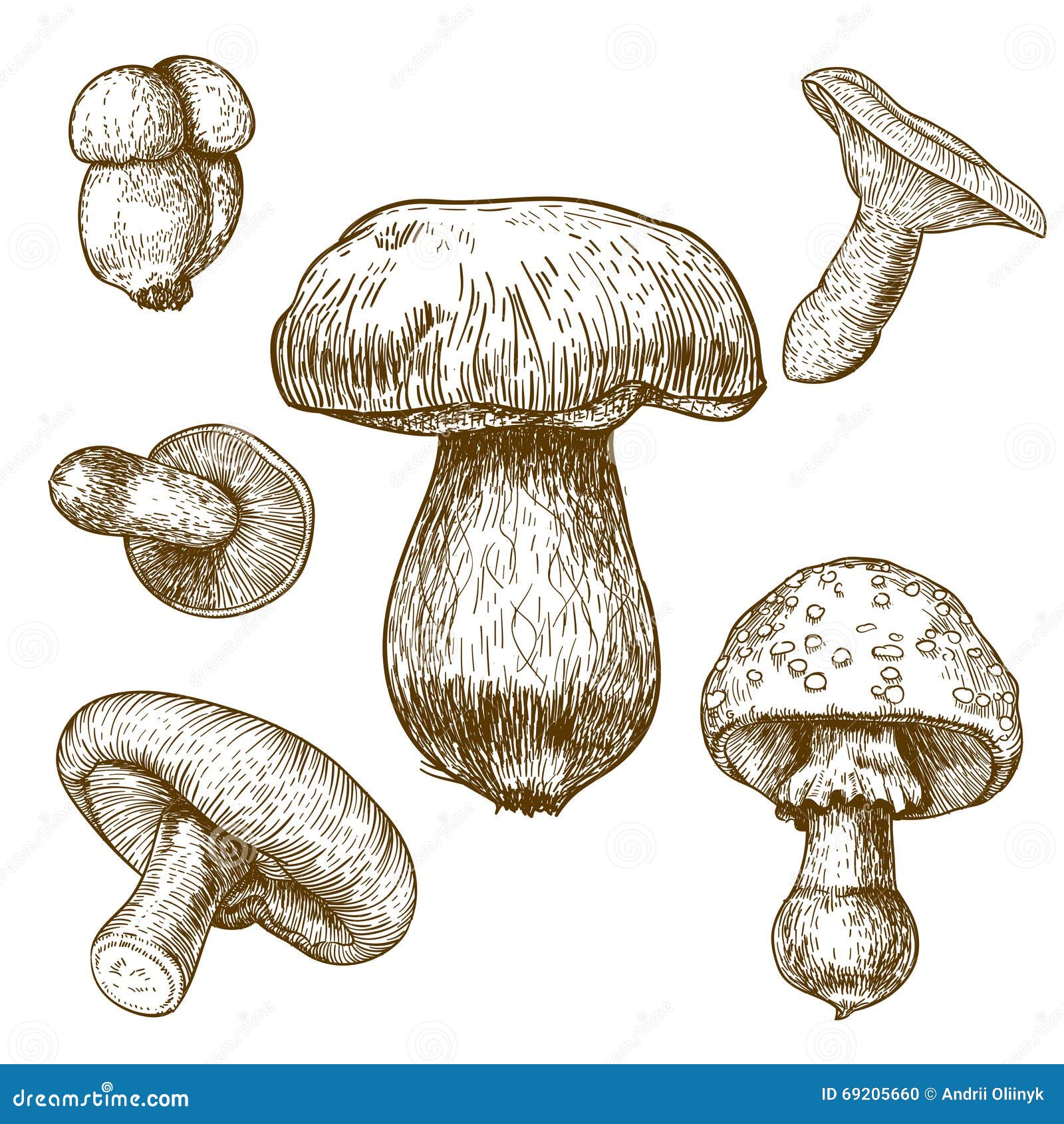 oyster mushroom clip art - photo #22