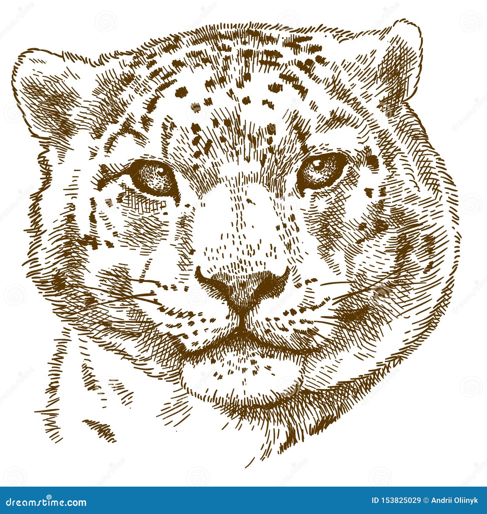 Engraving Illustration Of Snow Leopard Head Stock Vector - Illustration