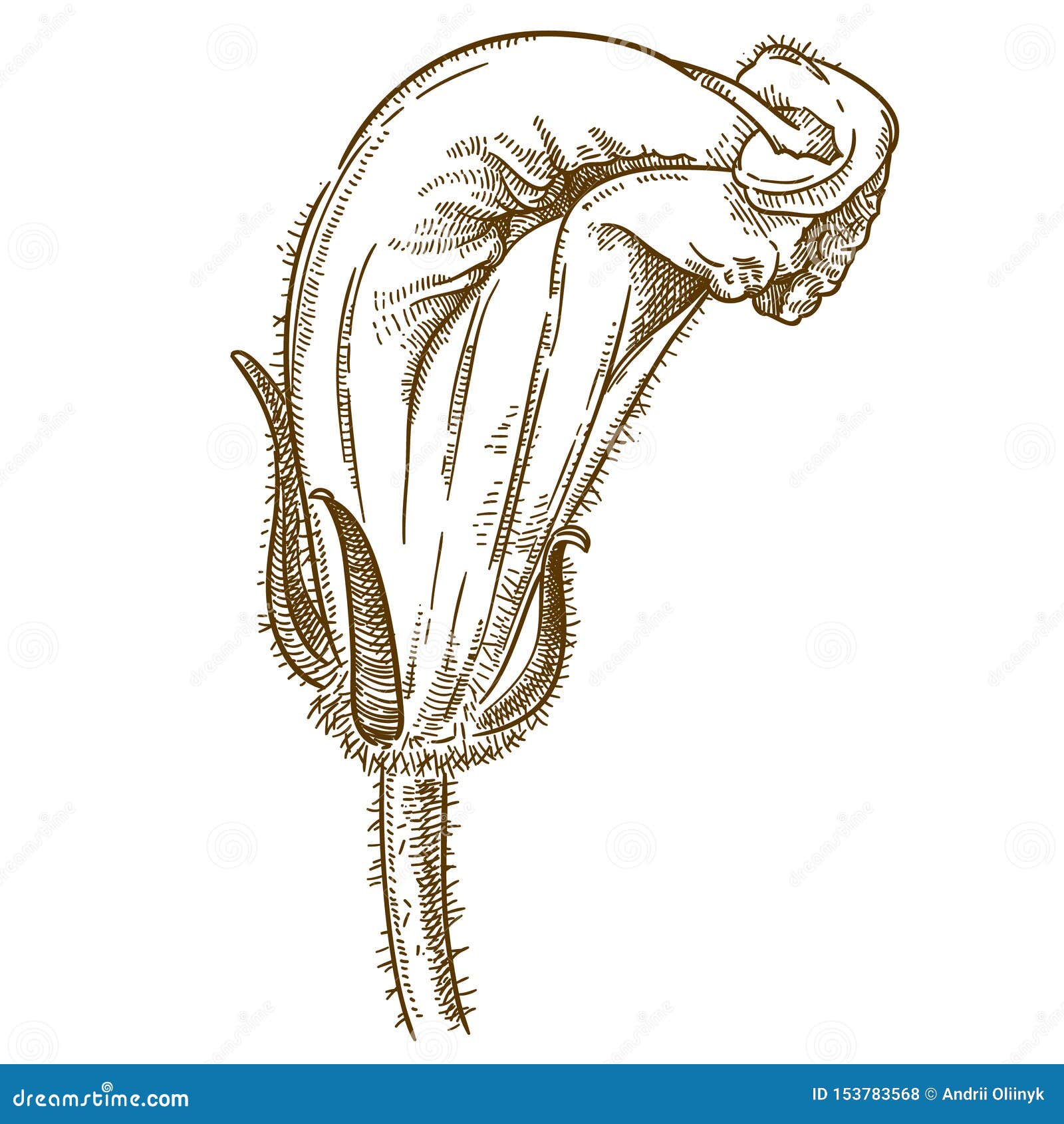 Engraving Illustration Of Squash Blossoms Stock Vector Illustration