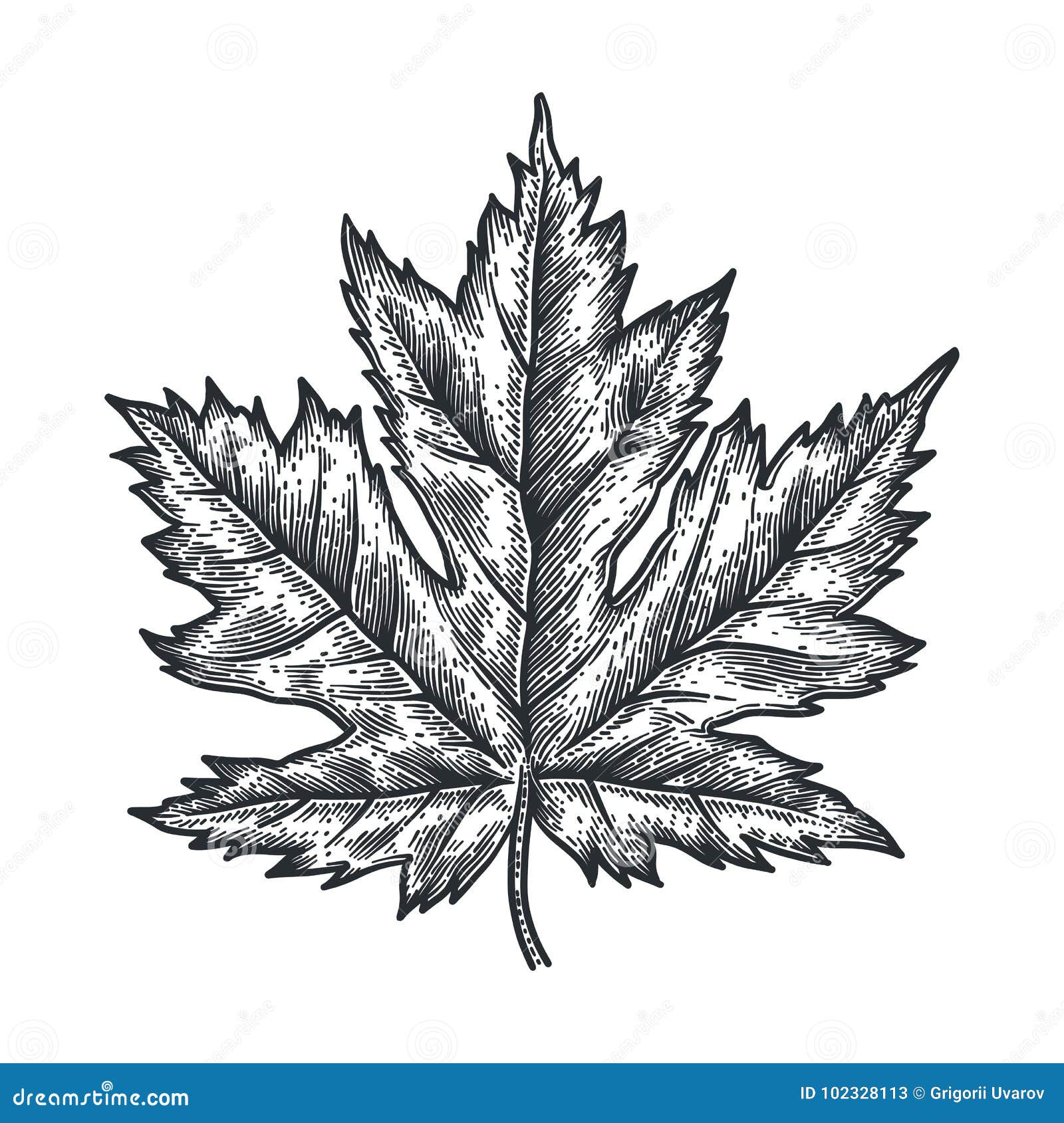 Maple leaf. Vector vintage engraved illustration. Isolated on