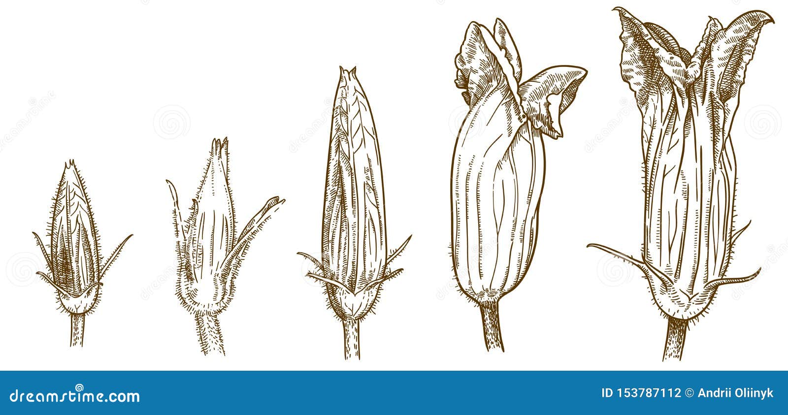 Engravingfive Squash Blossoms Stock Vector Illustration of