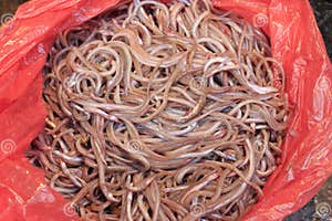 Enguias De Vidro Imagem De Stock Imagem De Tropical 39328057