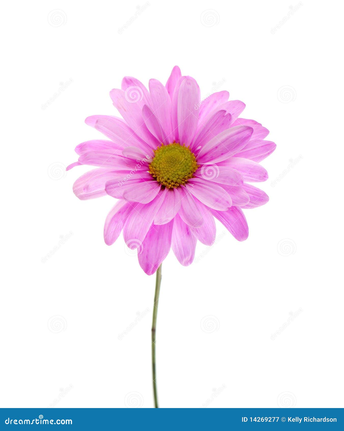 Enige Roze Shasta Daisy stock afbeelding. Image of tint 14269277