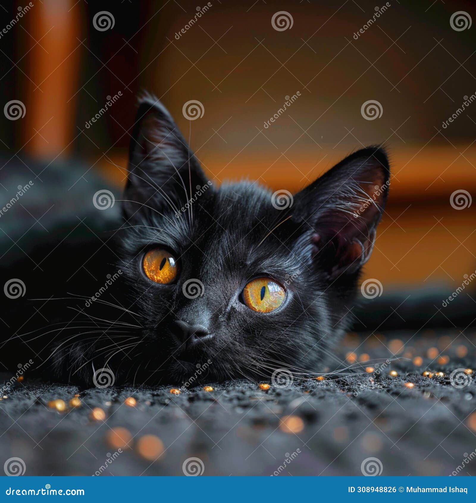 enigmatic black cat on the ground, piercing yellow eyes captivate viewers
