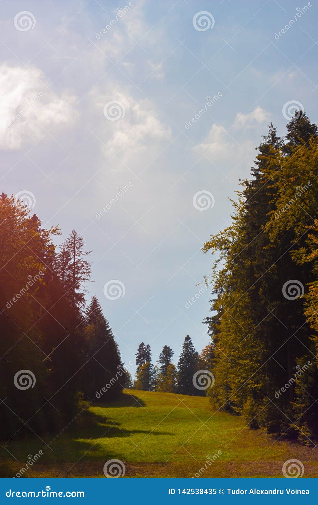 Enigmatic Sunbeam Over a Green Meadow and Fir Trees in Autumn Stock