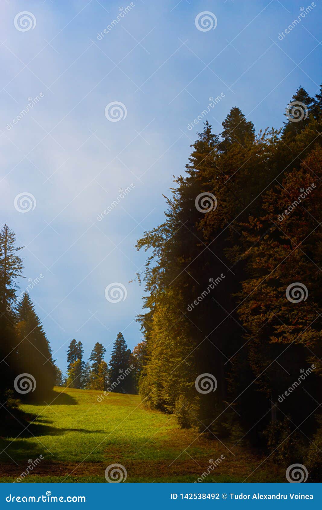 Enigmatic Sunbeam Over a Green Meadow and Fir Trees in Autumn Stock