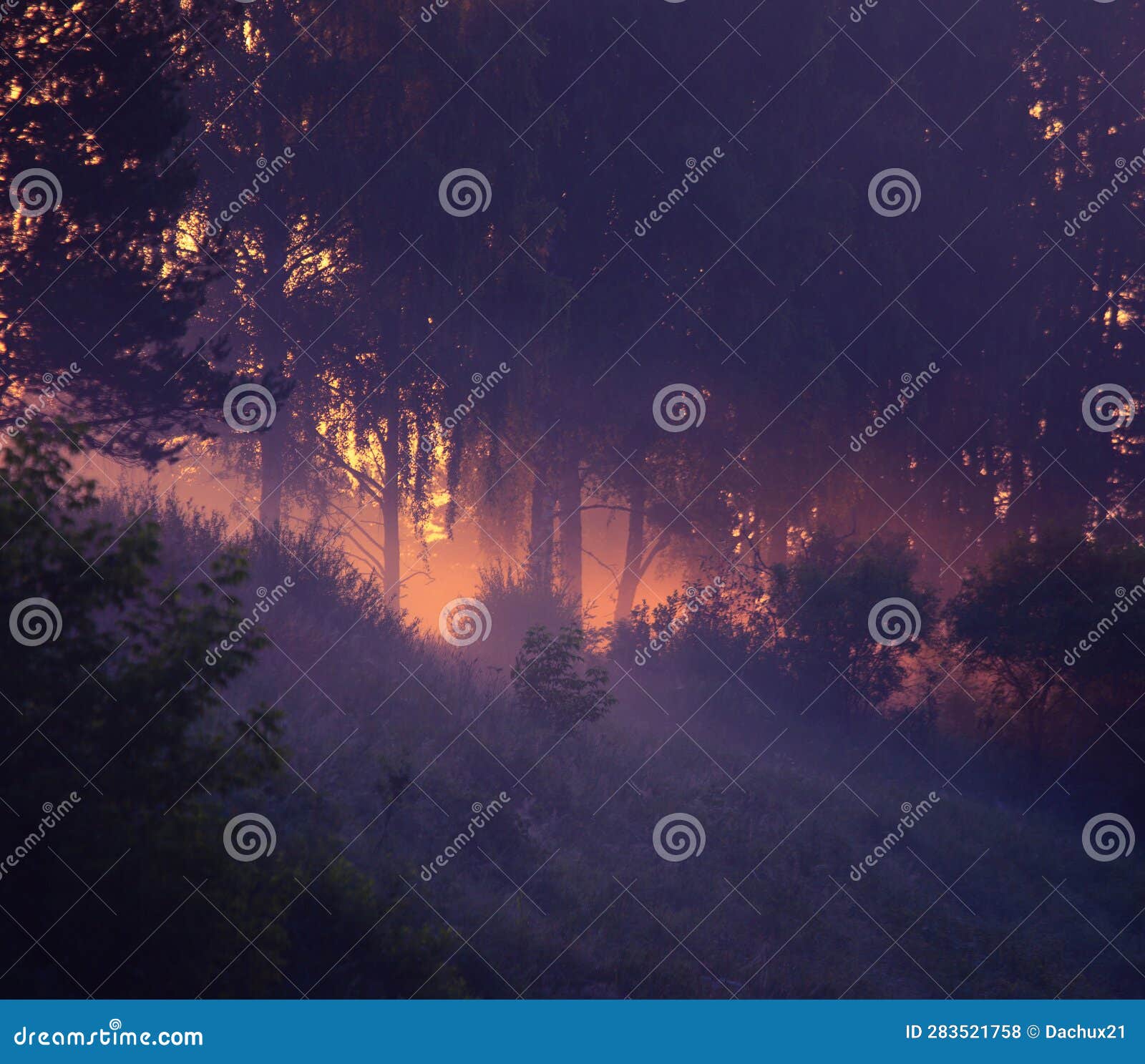 - Whispers Of The Forest