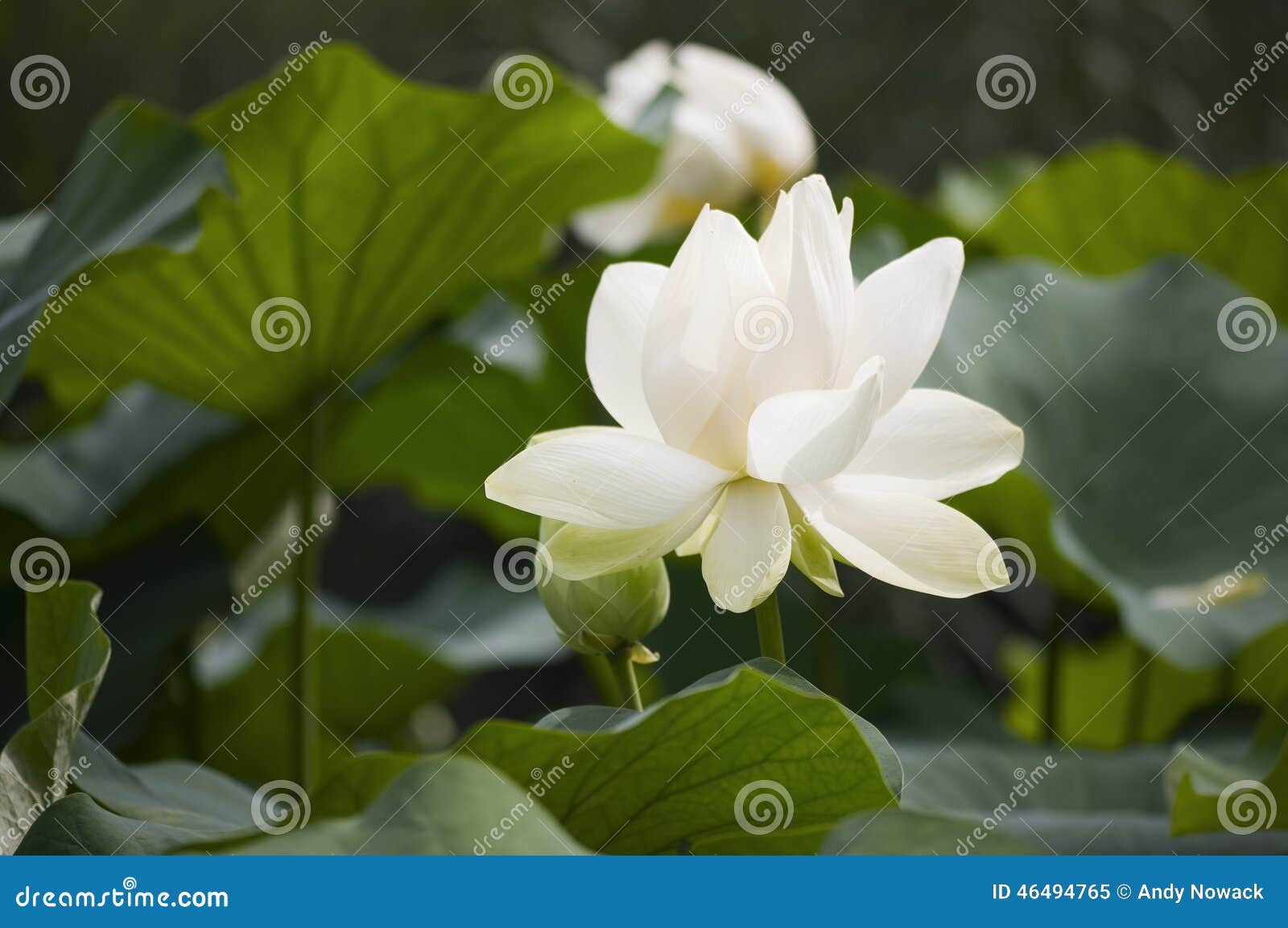 Enkel lotusblommablomning. Närbild av bakgrund för vitLotus Flower en luddig sidor