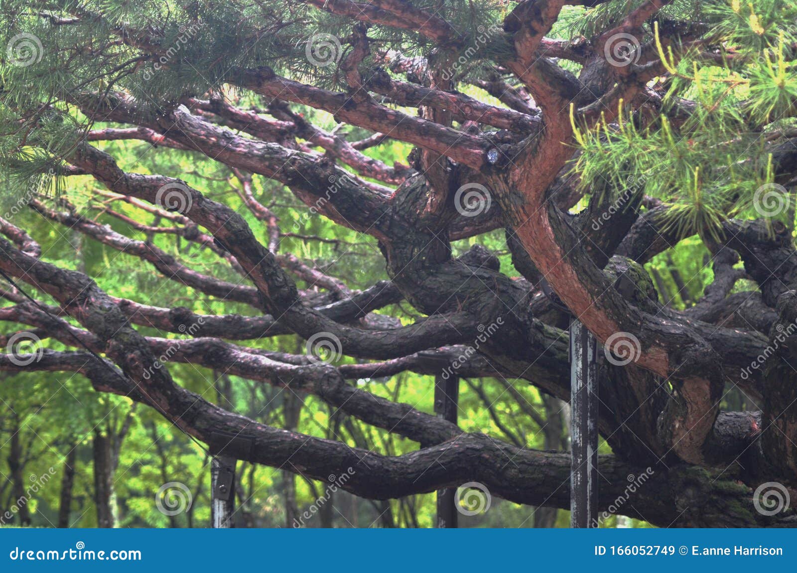 Enkele Verdraaide Takken Van Een Oude Japanse Dennenboom, Ondersteund Door Houten Palen Stock Afbeelding - Image of boom, 166052749