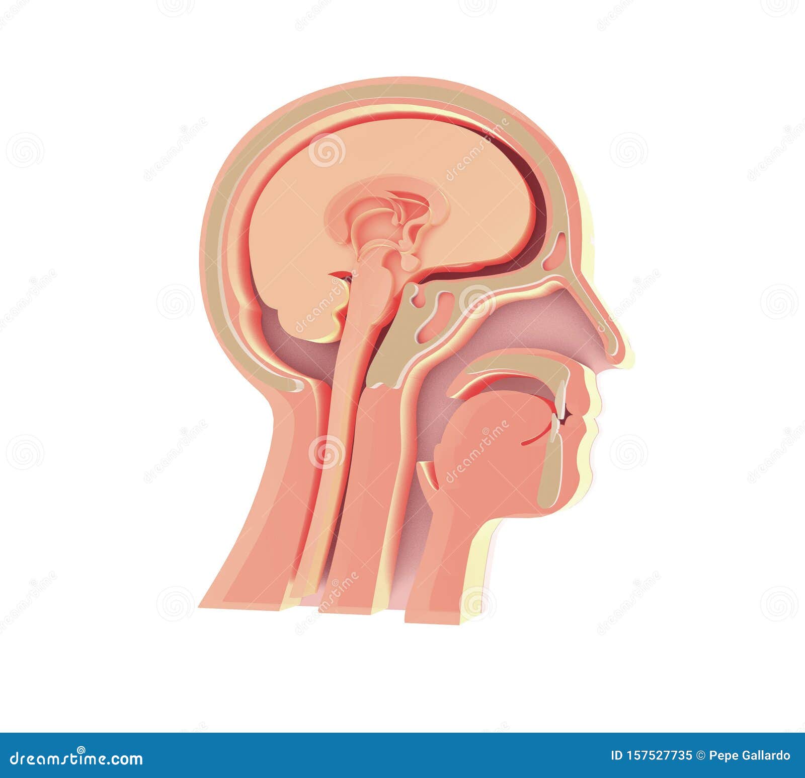 enlarged image 3d of anatomical  of the empty human head.