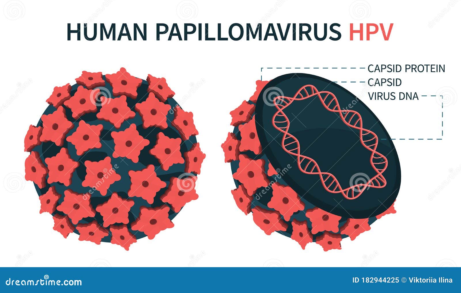 human papillomavirus structure