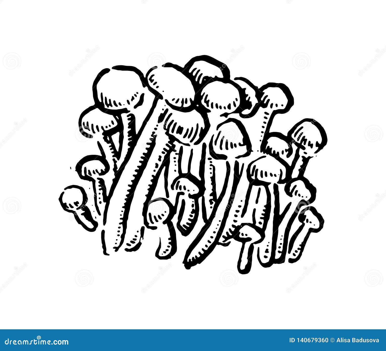Enoki Mushrooms. Hand Drawn Vintage Vector Illustration on White ...