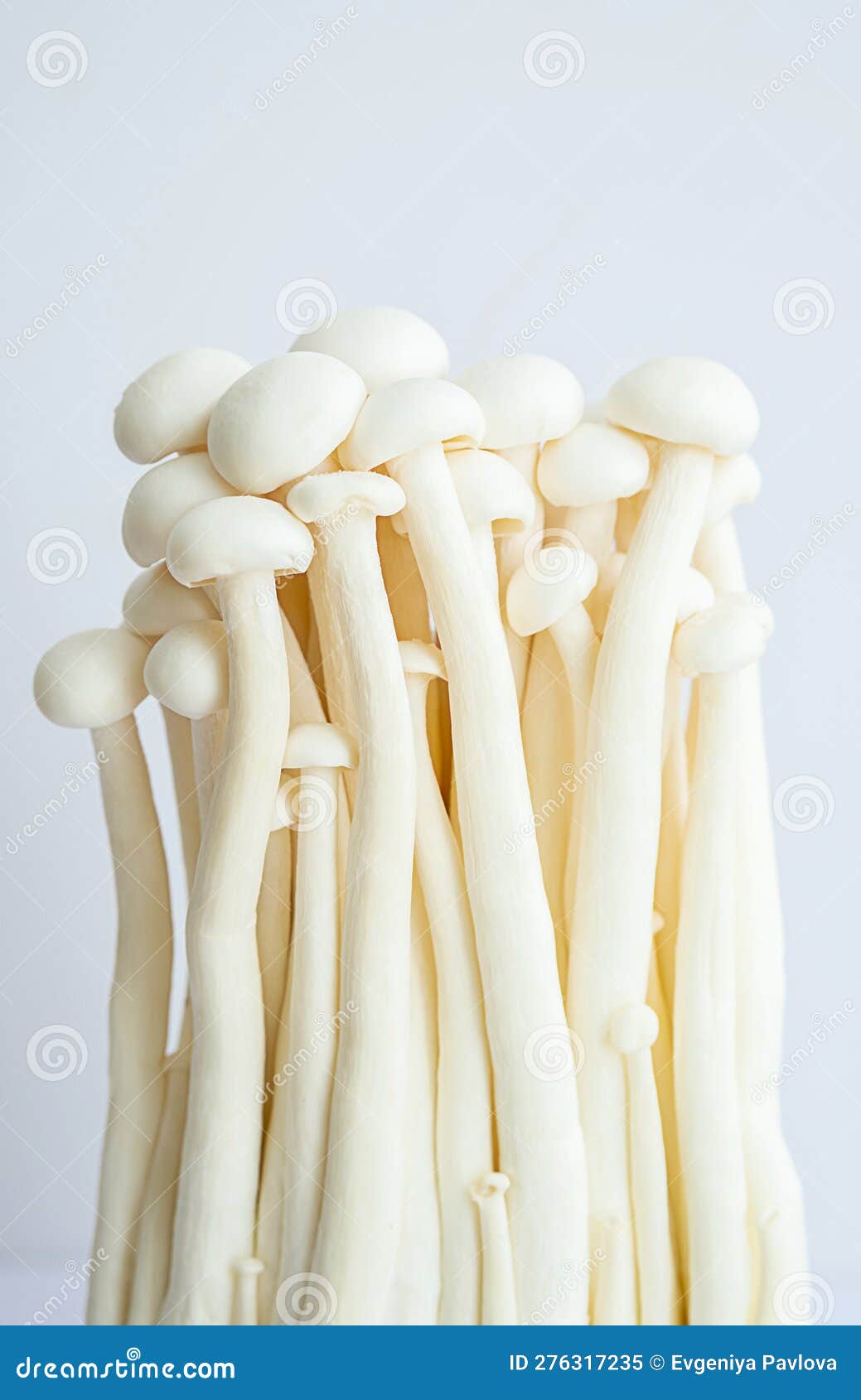 Enokitake Mushrooms on White Stock Image Image of japanese, mushroom
