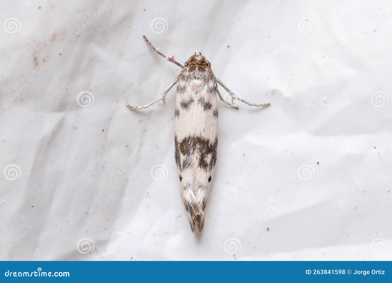 Enolmis Sp. Moth Posed on a White Plastic Bag Under the Sun Stock Photo Image of bugs, closeup