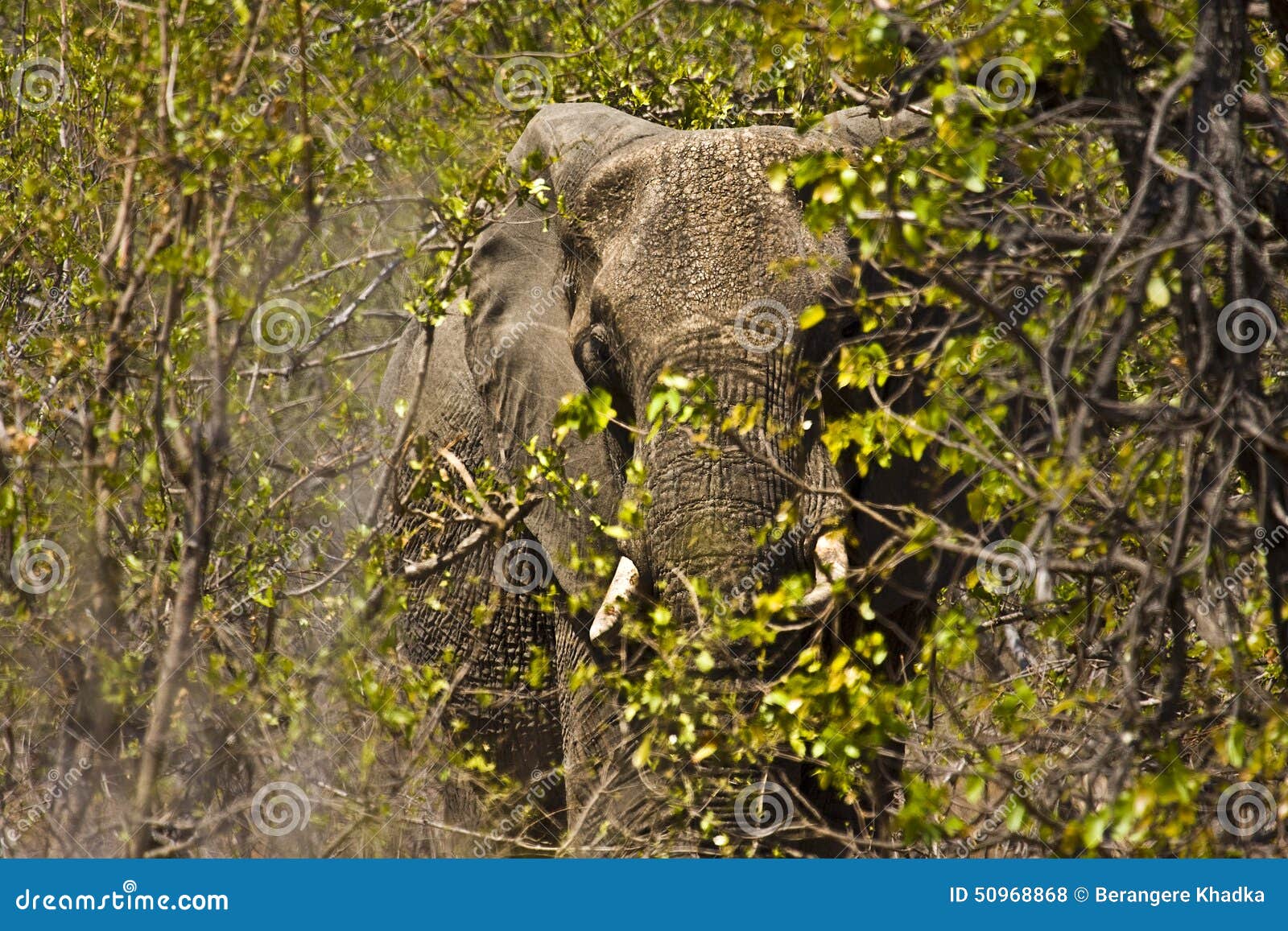 enormous african elephant in the bush , kruger national park, south africa