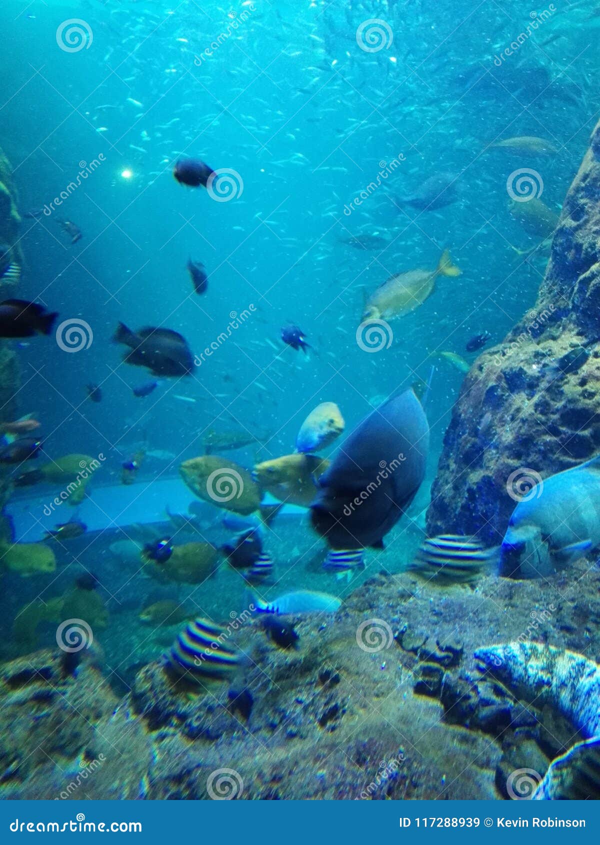 enoshima sea aquarium