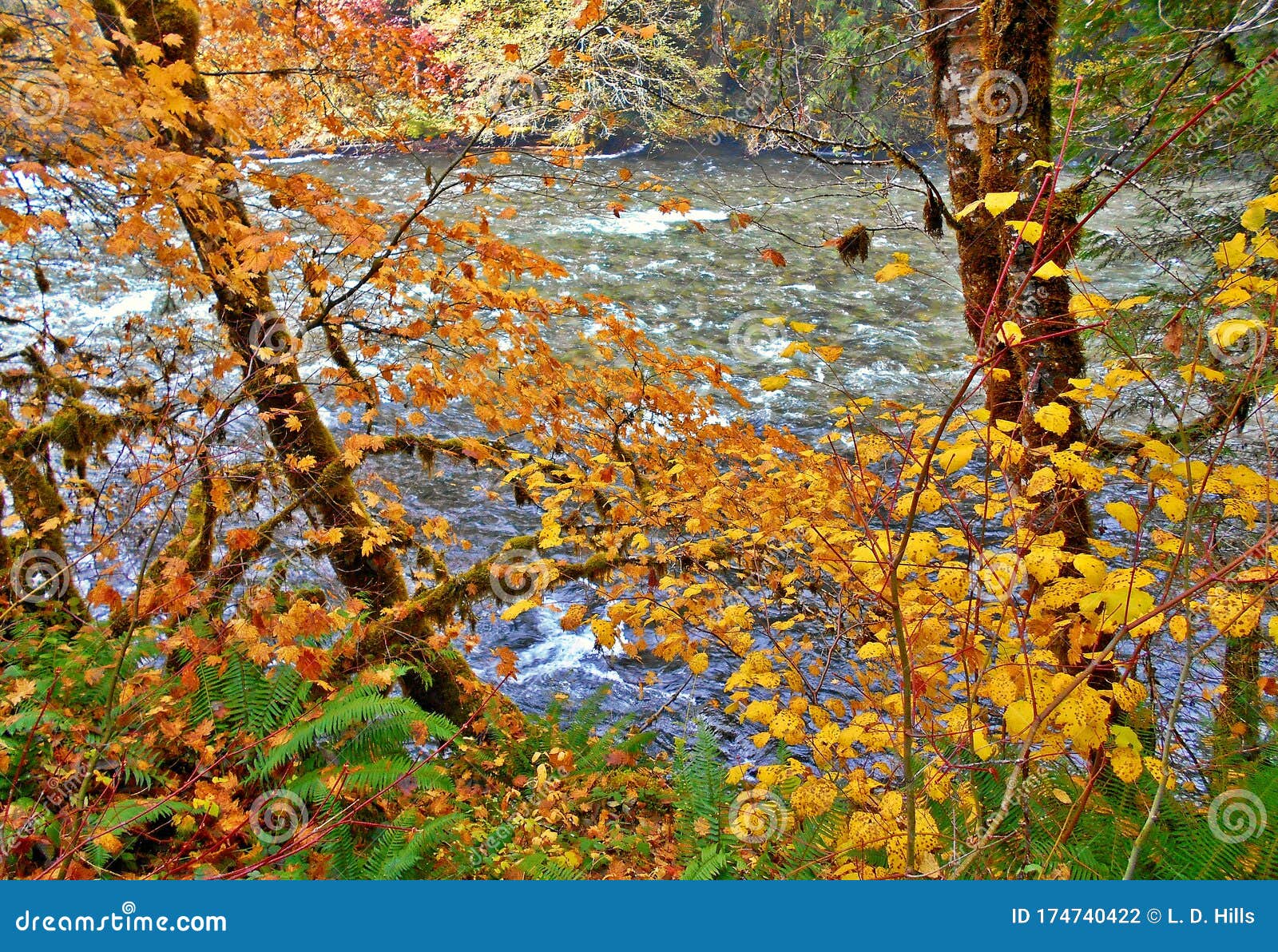 enraptured by autumn