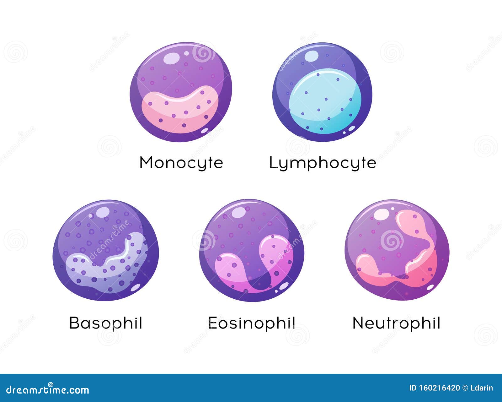 Ensemble De Cellules Sanguines Blanches Monocyte Lymphocyte