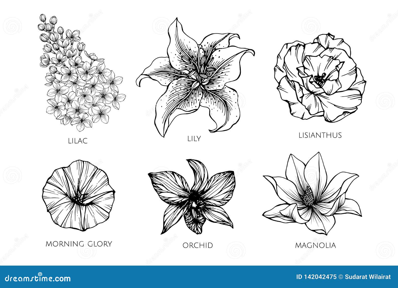 Ensemble De Collection D Illustration De Dessin De Fleur Illustration De Vecteur Illustration Du Botanique Groupe