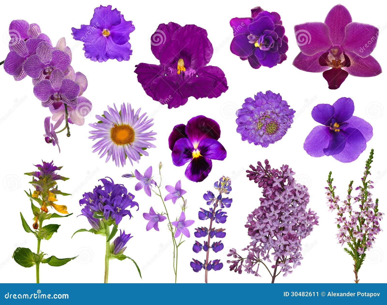 Ensemble De Fleurs Lilas De Couleur D'isolement Sur Le Blanc Image stock -  Image du fleurs, vibrant: 30482611