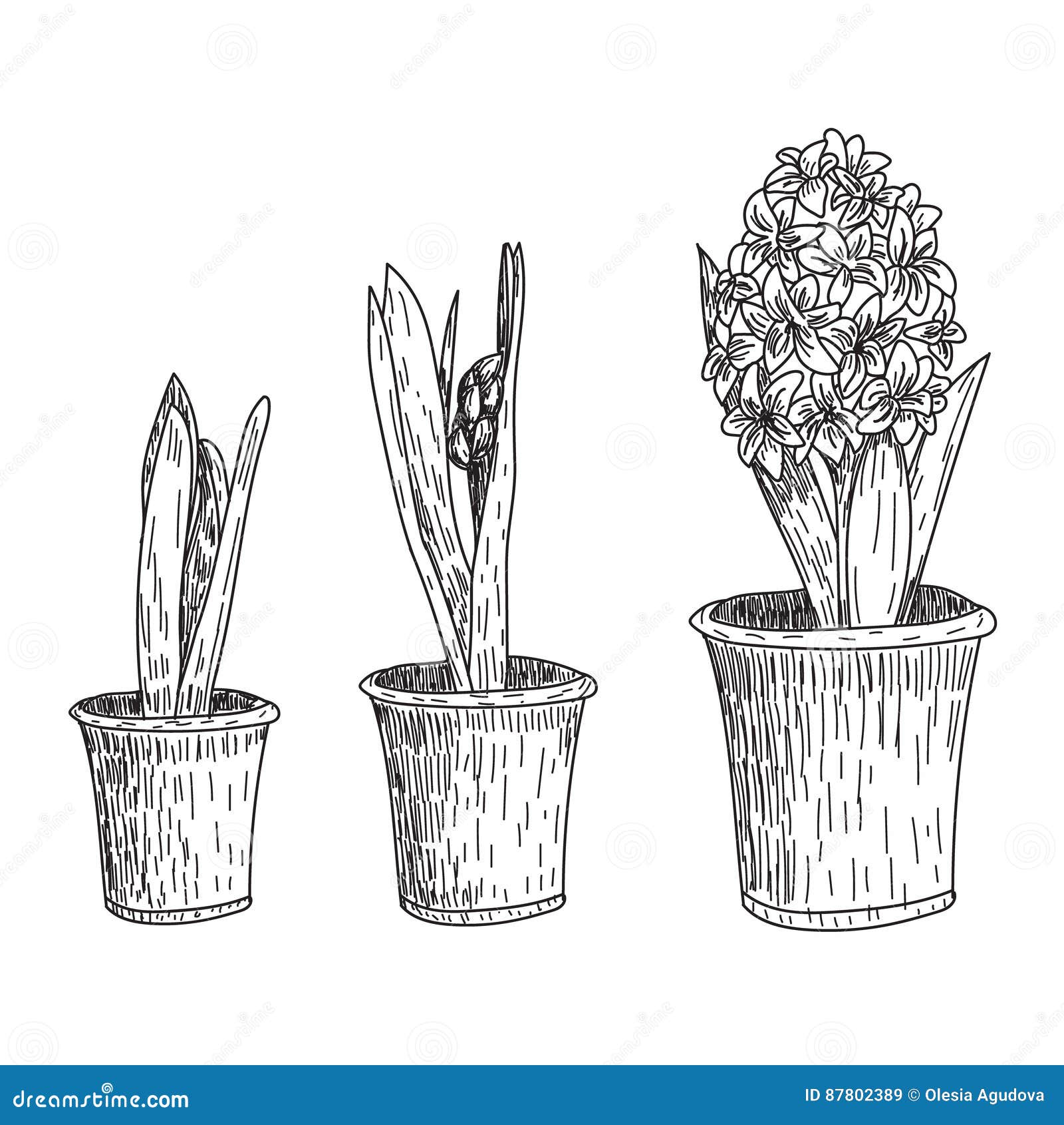 illustration stock ensemble de tiré par la main fleurs vecteur de schéma jacinthe de ressort jacinthe de raisin dessins d encre de crocus pour le image
