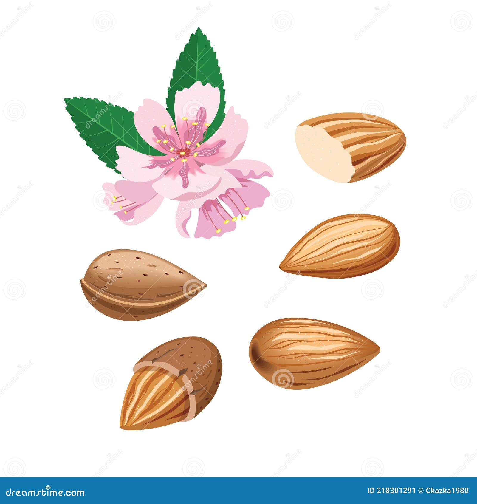 Ensemble Vectoriel Aux Amandes Et Aux Fleurs D'amandes. Illustration de