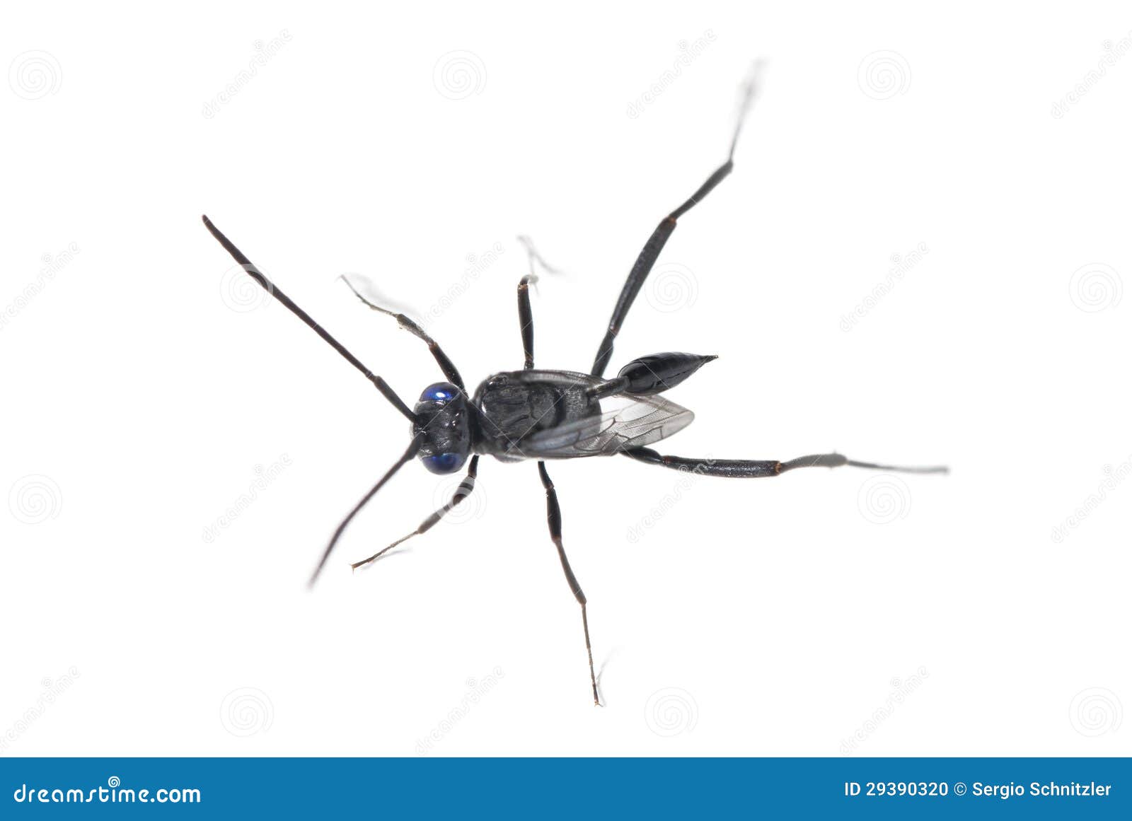 ensign wasp - evania appendigaster