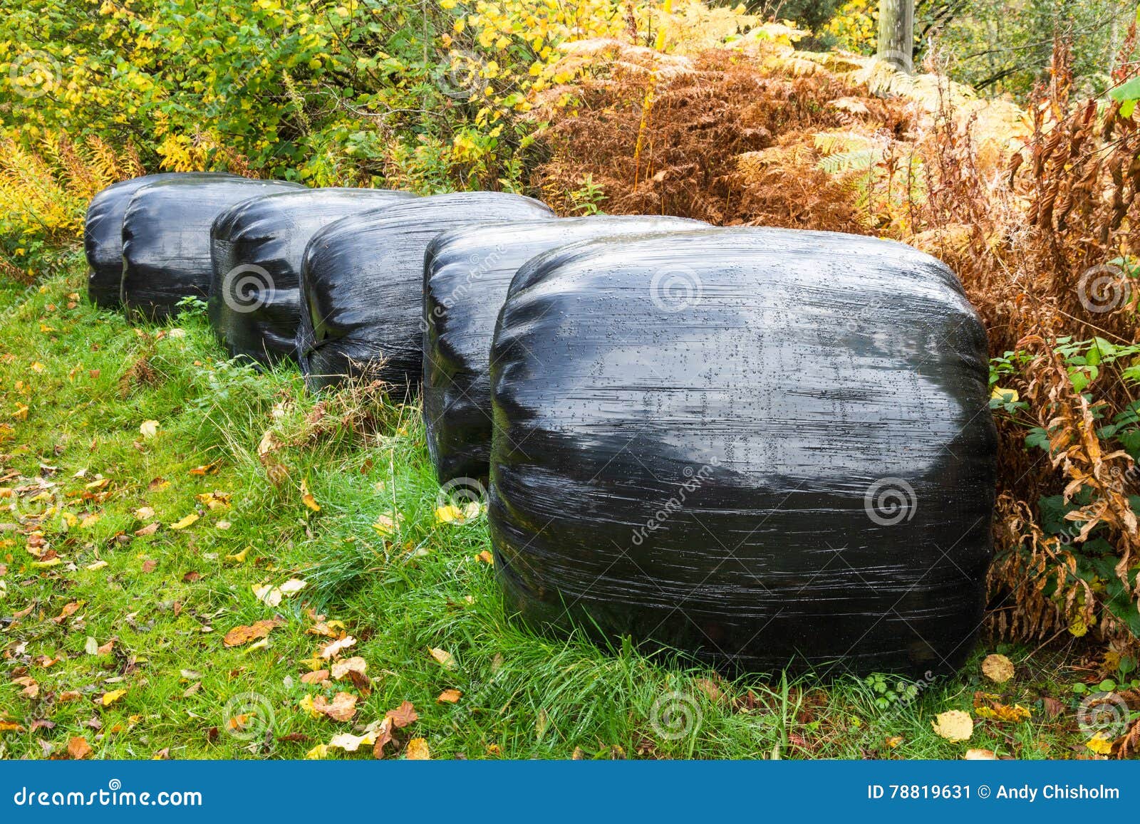 Rad av ensilagebaler som slås in i svart plast-