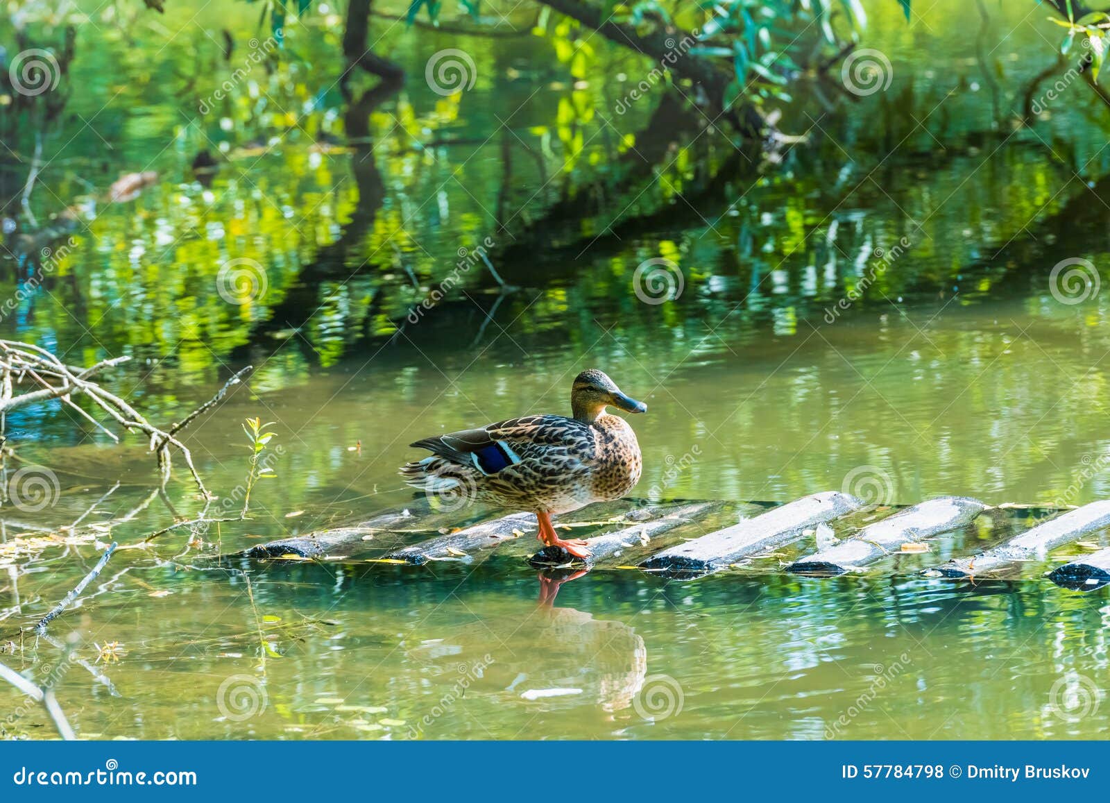 Ente auf dem Teich stockfoto. Bild von schön, gefieder 57784798