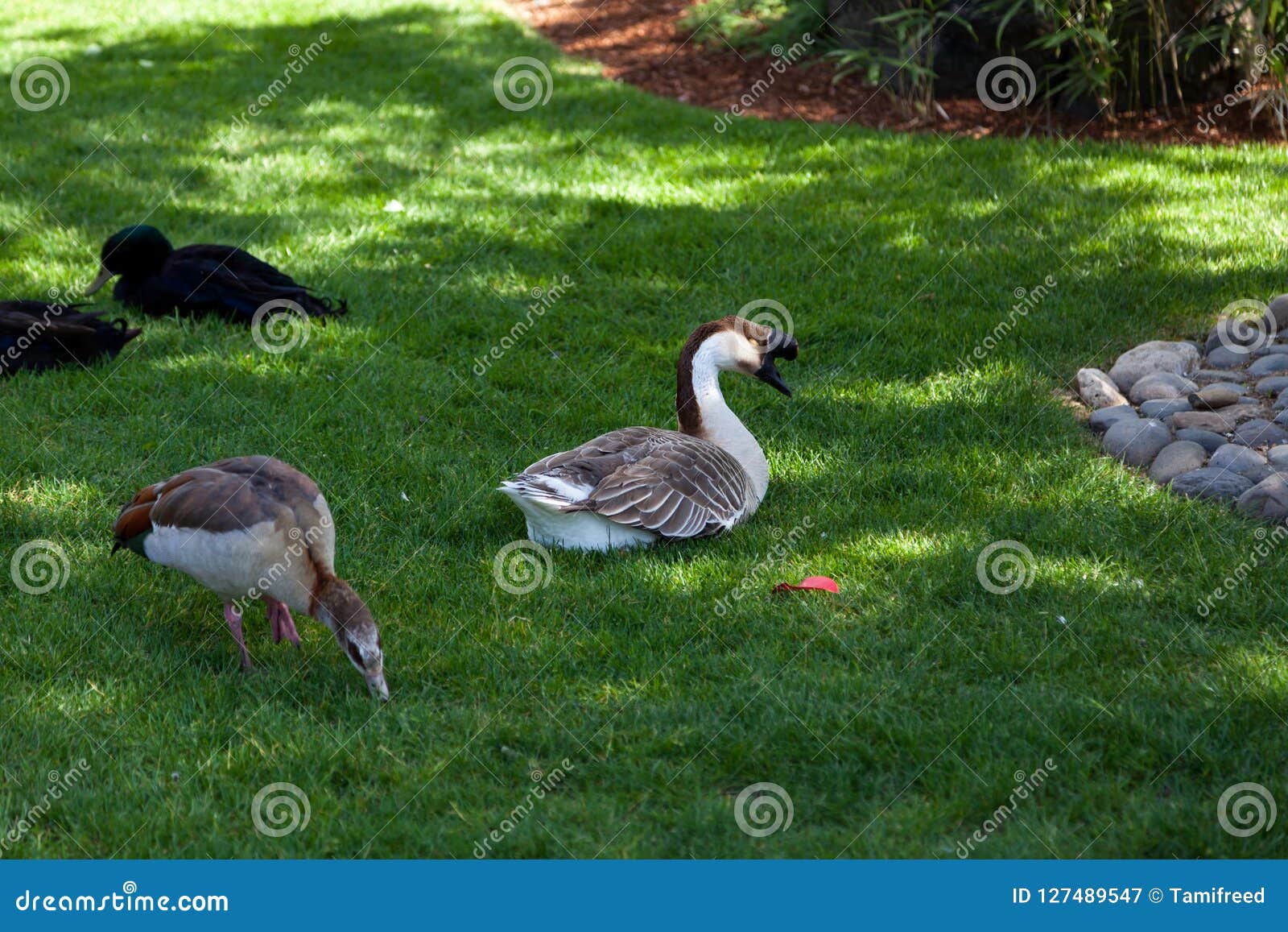 Ente Ente Gans Stockbild Bild Von Gans Ente 127489547