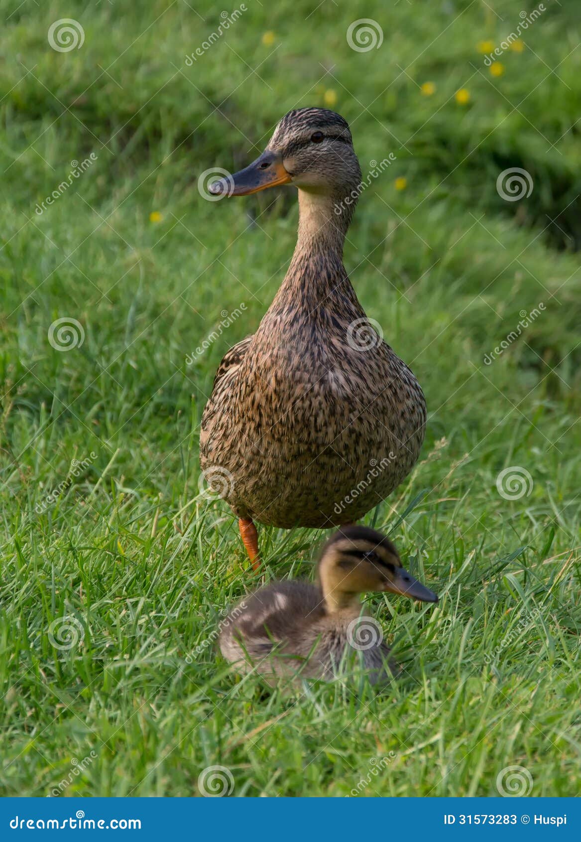 Ente und Entlein auf Weg am blatna ziehen sich Garten zurück