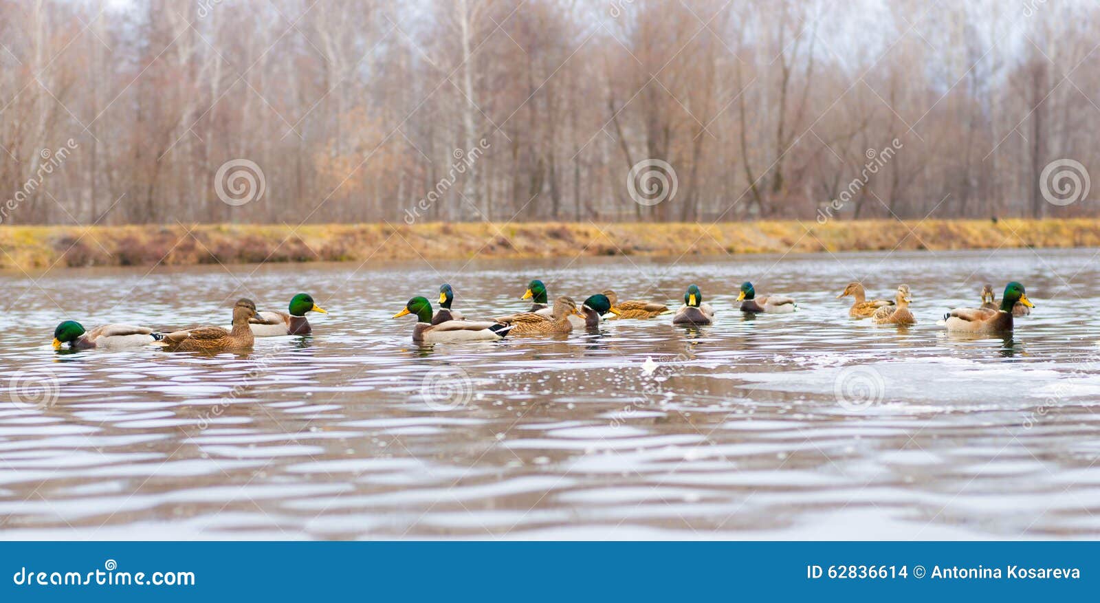 Enten Auf Dem See Oder Dem Teich Stockfoto Bild von enten, vogel
