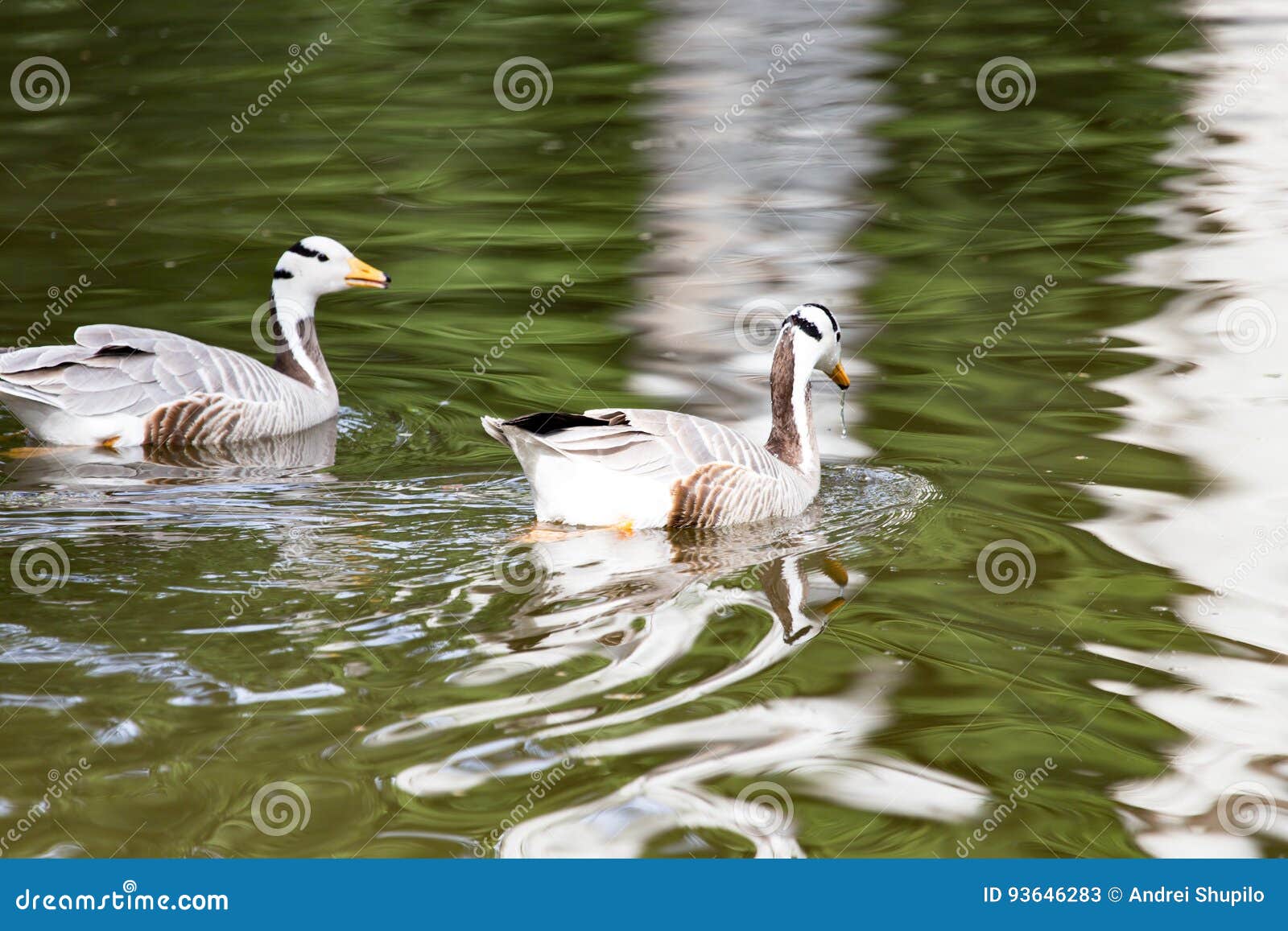 Enten Auf Dem Teich Im Park Stockbild Bild von vogel, wildnis 93646283