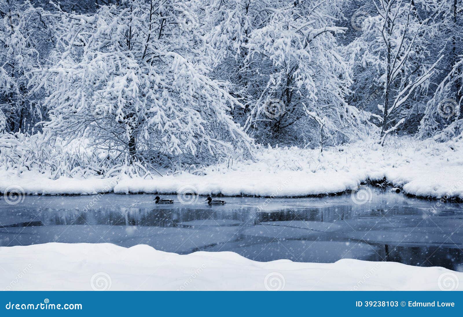 Enten Auf Dem Teich Im Winter Stockbild Bild von hintergrund