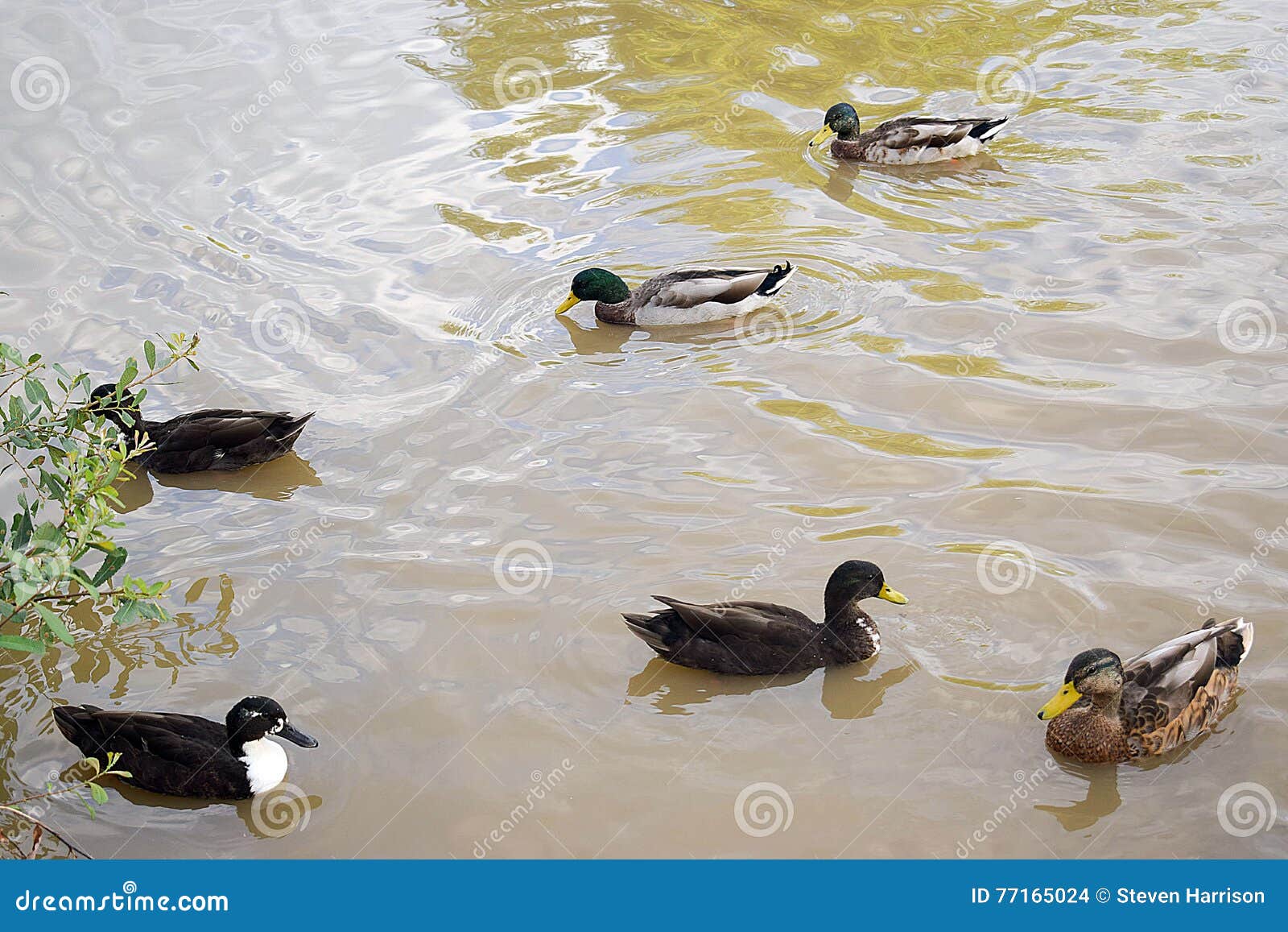 Enten, Die in Einem Teich Spielen Stockfoto Bild von braun, ruhe