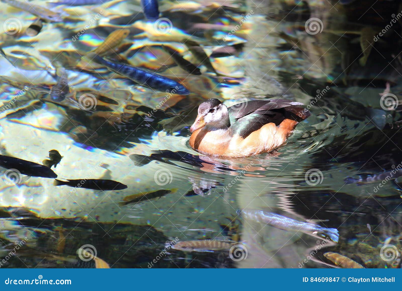 Enten, Die Im Teich Schwimmen Stockbild Bild von blüte, schwimmen