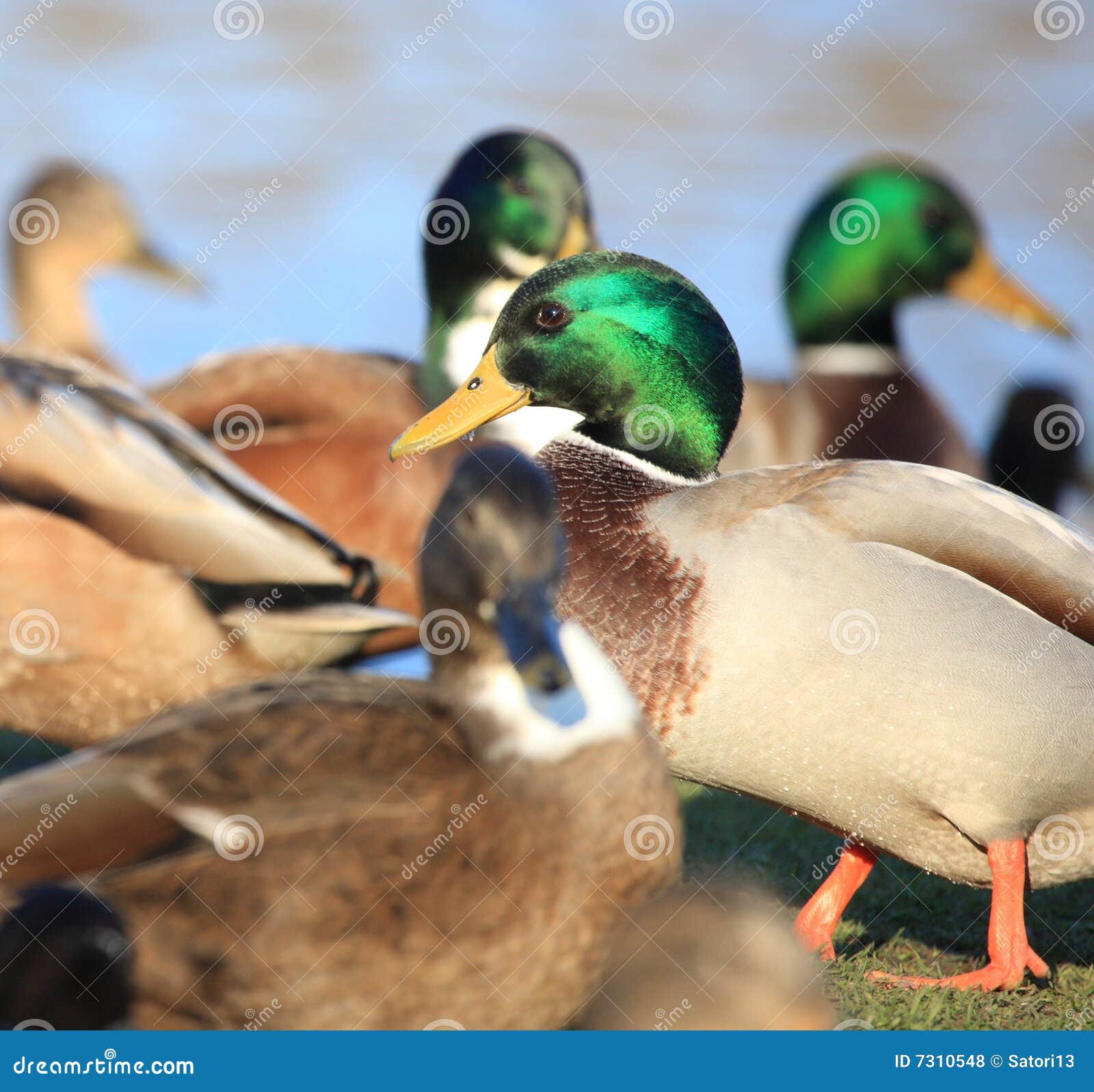 Enten durch den Teich stockfoto. Bild von wasservogel 7310548