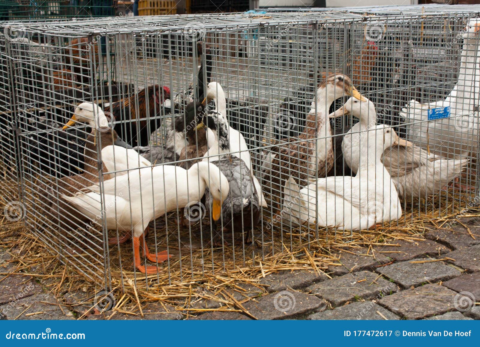 Enten Und Gooses Auf Dem Tiermarkt Mol Belgien Stockbild Bild von