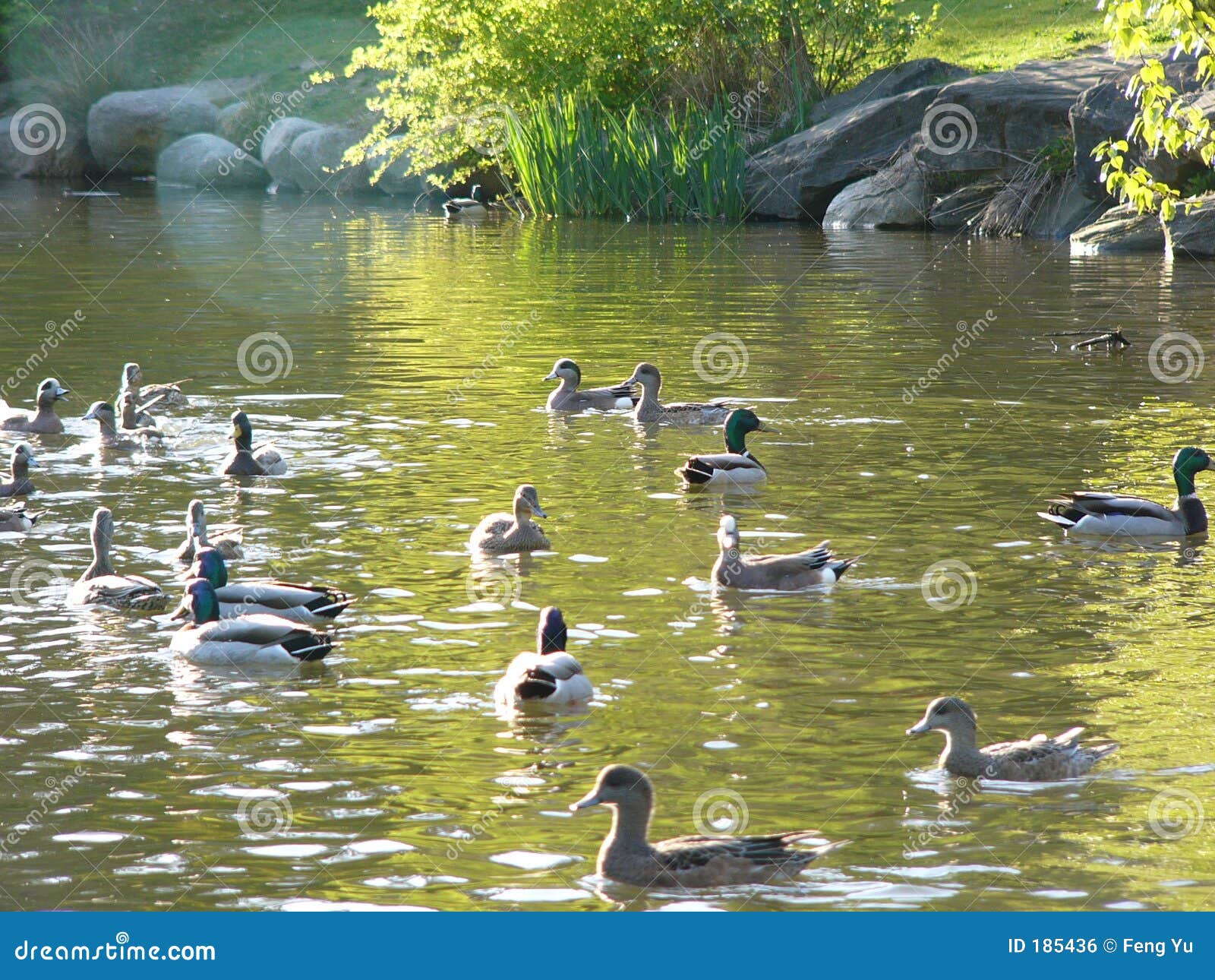 Enten und Teich stockfoto. Bild von baum, botanisch, grün 185436